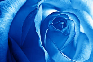 Blue Rose8230214916